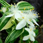 Традесканция пестролистная (Tradescantia fluminensis "Variegata") 